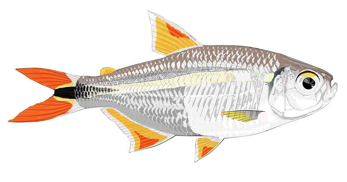 Peixe Lambari (Astyanax spp.)