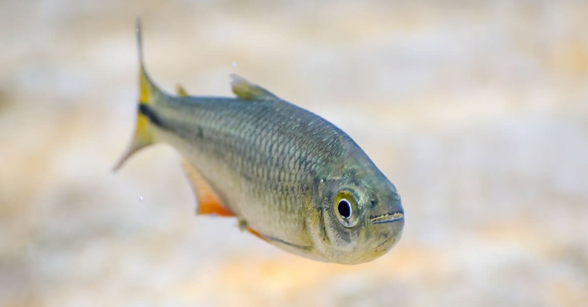 Peixe Lambari (Astyanax spp.)
