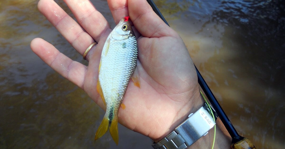 Pesca de Lambari com Miçanga