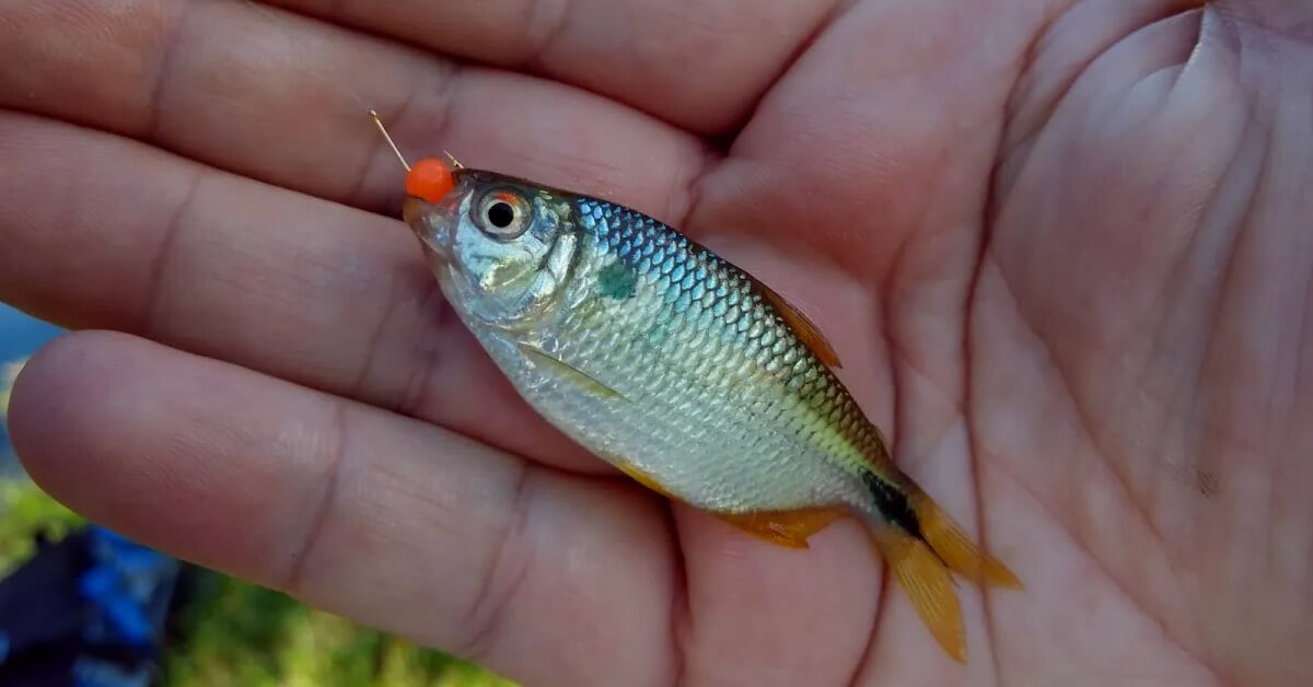 Pesca de Lambari com Miçanga