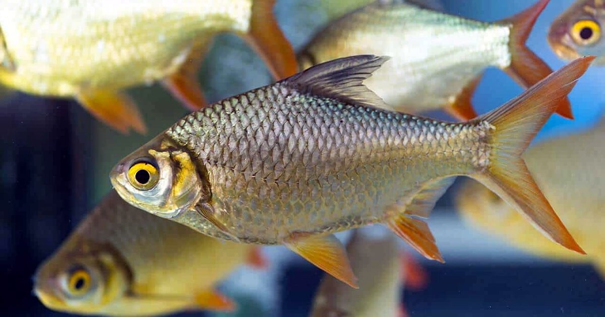 Lambari Água Doce