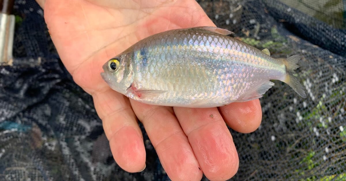 Peixe Lambari