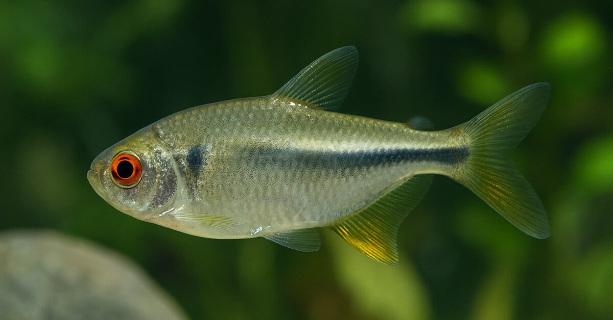 Lambari Água Doce ou Salgada